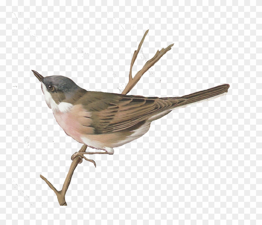 Glenda's World - Nightingale Bird Watercolor Clipart