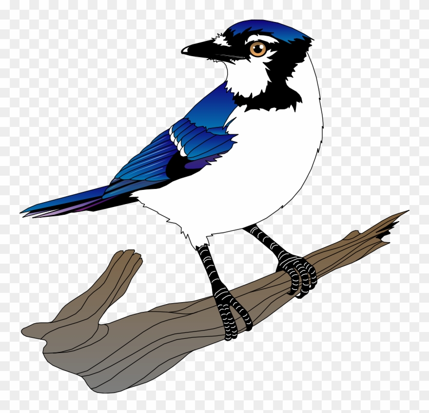 Bird 10 Free Vector - Blue Jay Vector Png Clipart