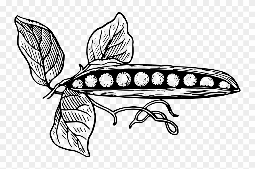 Free Pea Pod - Pea Plant Black And White Clipart