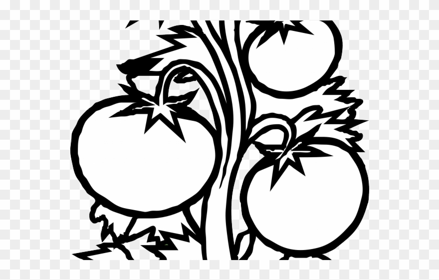 Potted Plants Clipart Black And White - Tomato Plant Black And White - Png Download