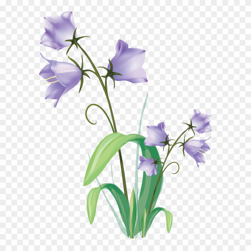 Фотки Vector Flowers, Flower Clipart, Plant Vector, - Flowering Plants Drawing - Png Download