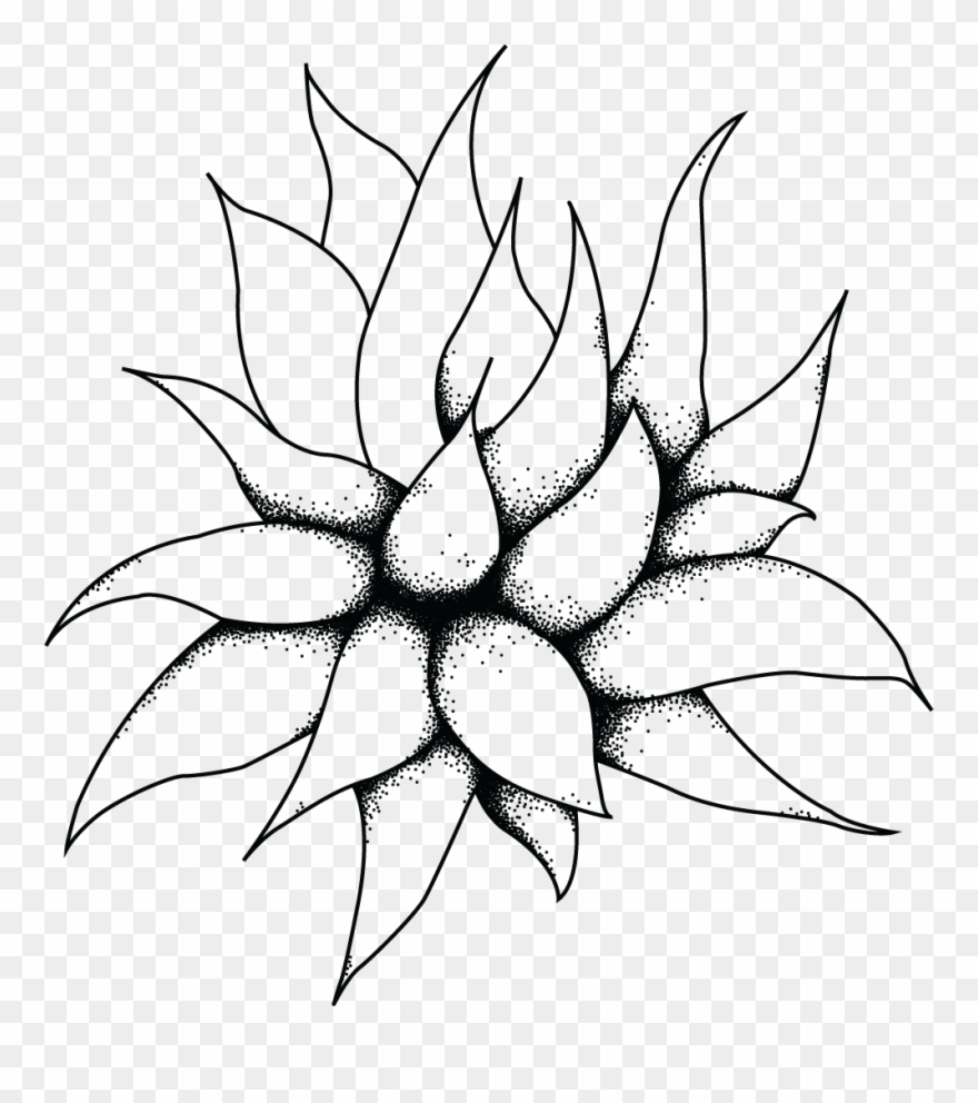 Collection Of Free Succulents - Line Drawing Of Succulent Clipart