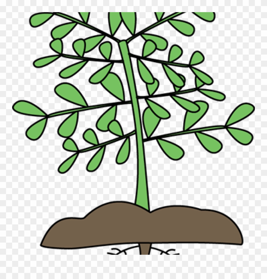 Potted Plants Clipart Plant Growth - Png Download