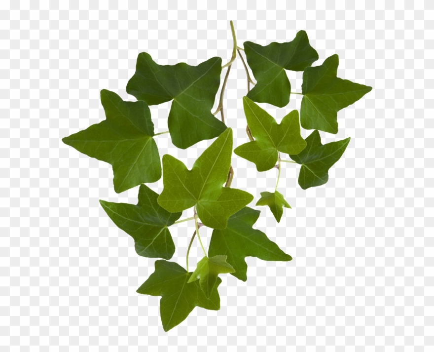 Efeu, Sträuße, Blüten - Ivy Leaves Clipart