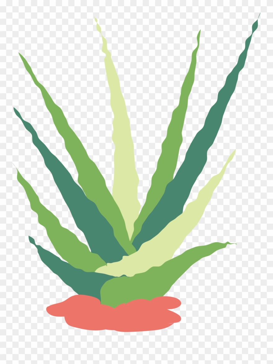 Banner Royalty Free Stock Cactaceae Succulent Flat Clipart