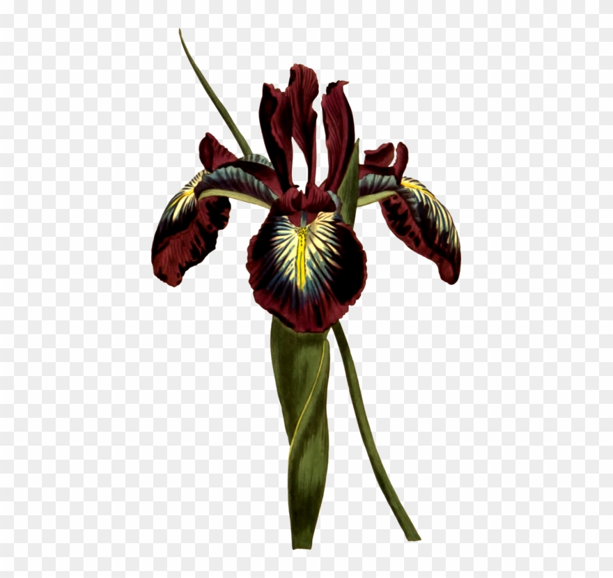 All Photo Png Clipart Transparent Png