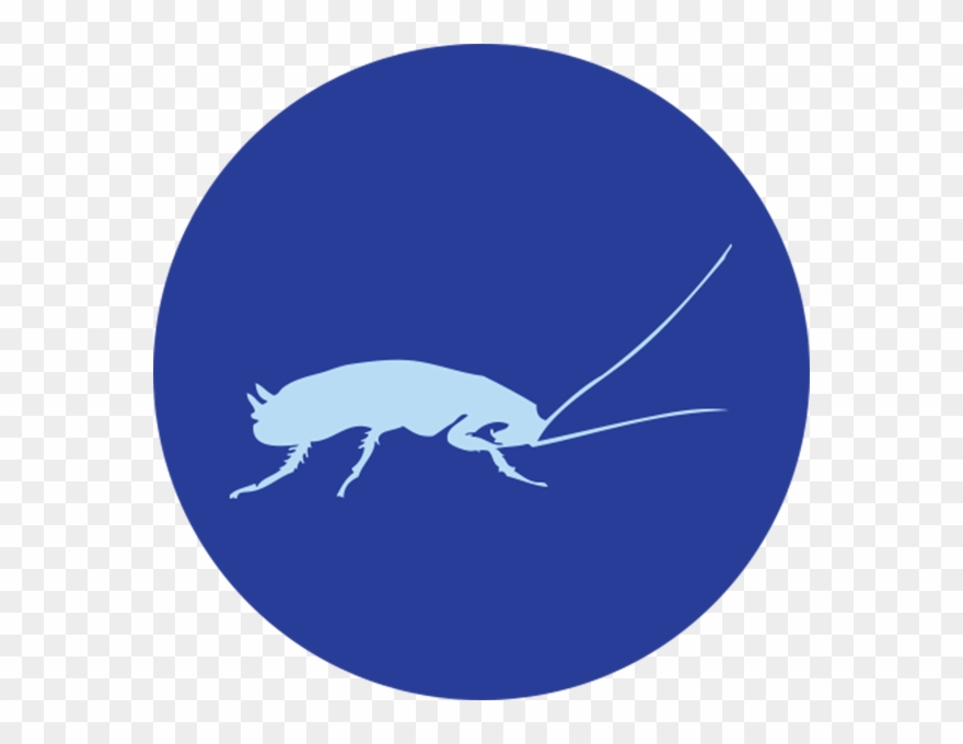 Cockroaches Clipart