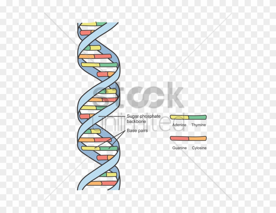 Dna Structure Clipart Transparent - Png Download