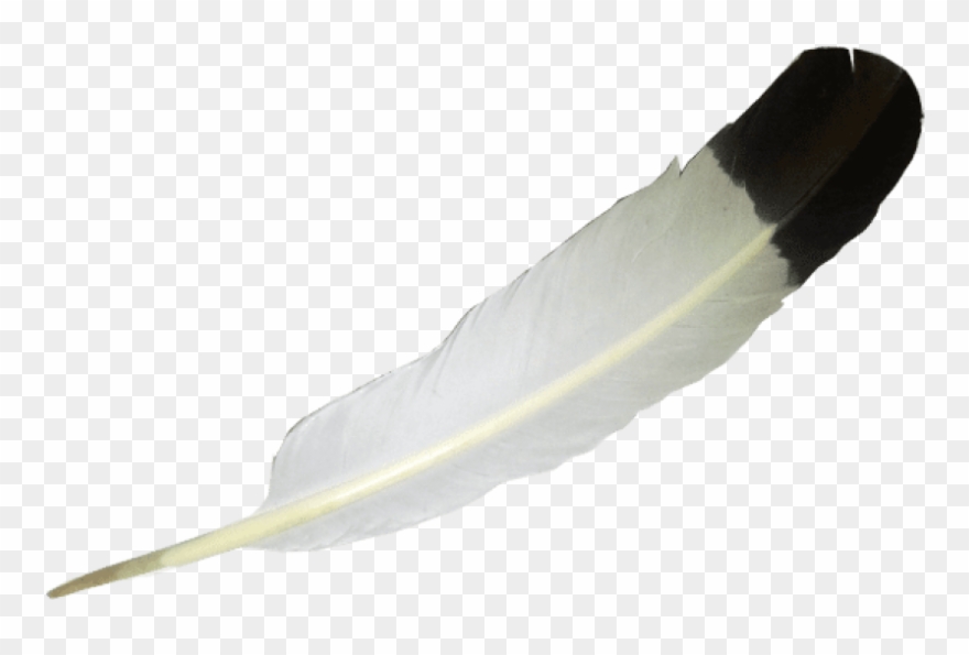 Download Transparent White Balck Feather Clipart Png