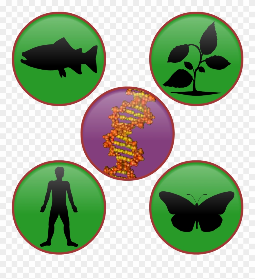 Introduction To Genes Clipart