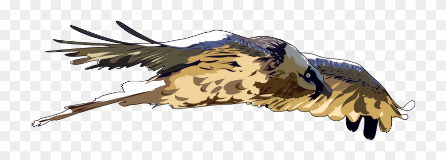 Clipart - Gypaete Barbu - Bearded Vulture - Png Download