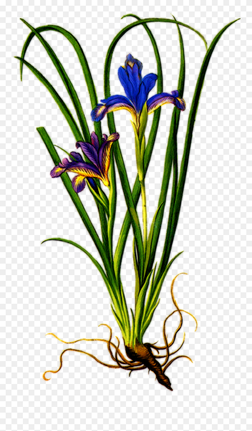 Plant Iris Purple Flower Floral Png Image Clipart