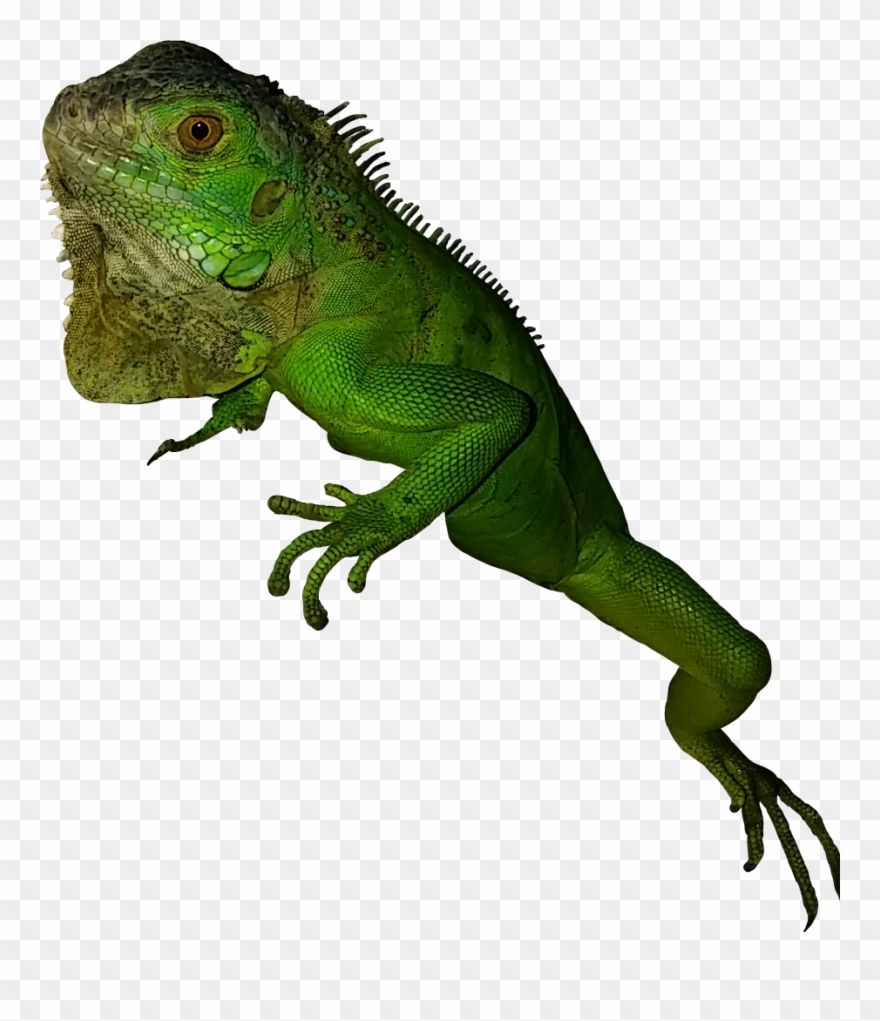 Vector Library Library Greeniguana Rettile Green Esotico Clipart