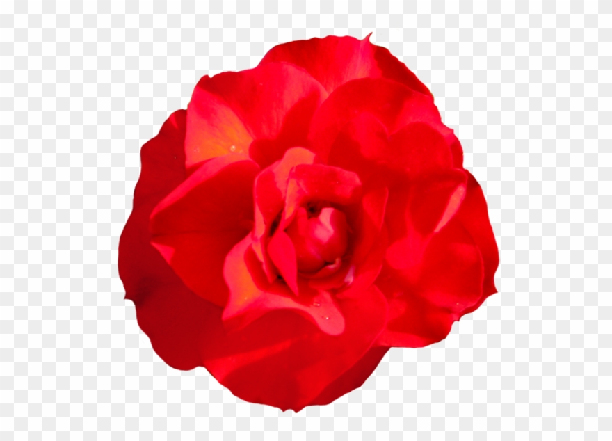 Head Of Singel Red Red Rose, Rosa Goldmarie Clipart - Png Download