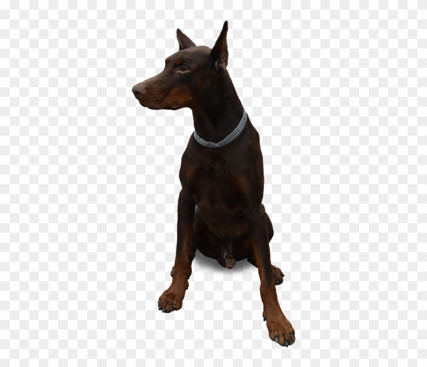 Dog Sitting Png Image Clipart