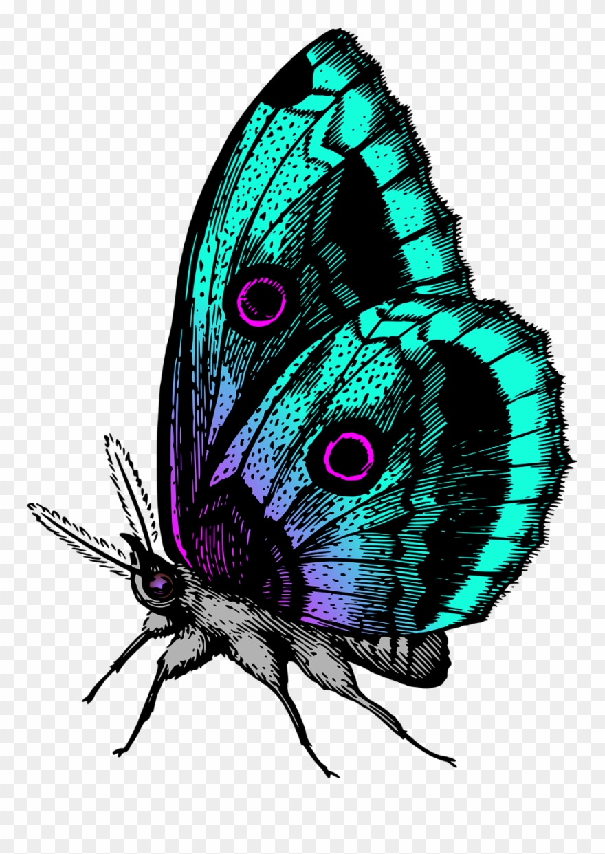 Animal Butterflies Butterfly Png Image Clipart