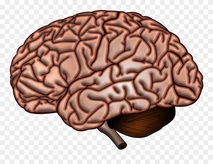 What Anger Does To Your Brain Clipart