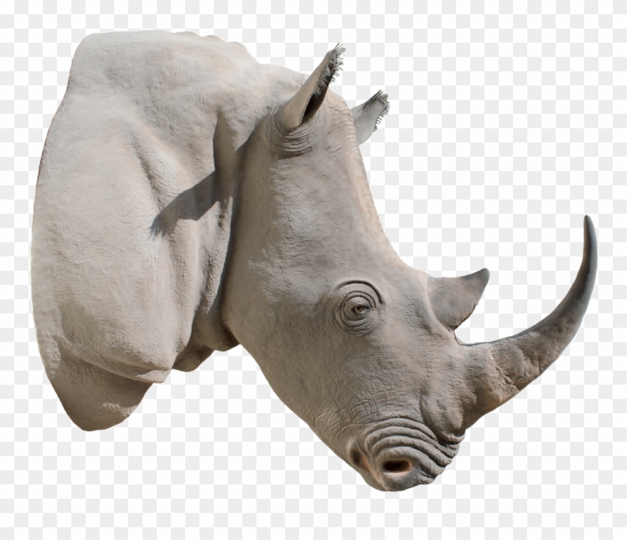 Picture Library Png Images Free Download Rhinoceros Clipart