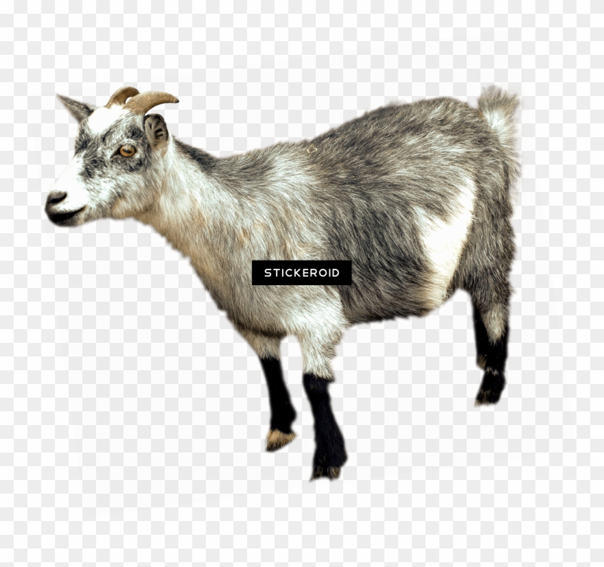Png Bakra Gote Goat Animal Pictures Png Png Bakra Gote Clipart