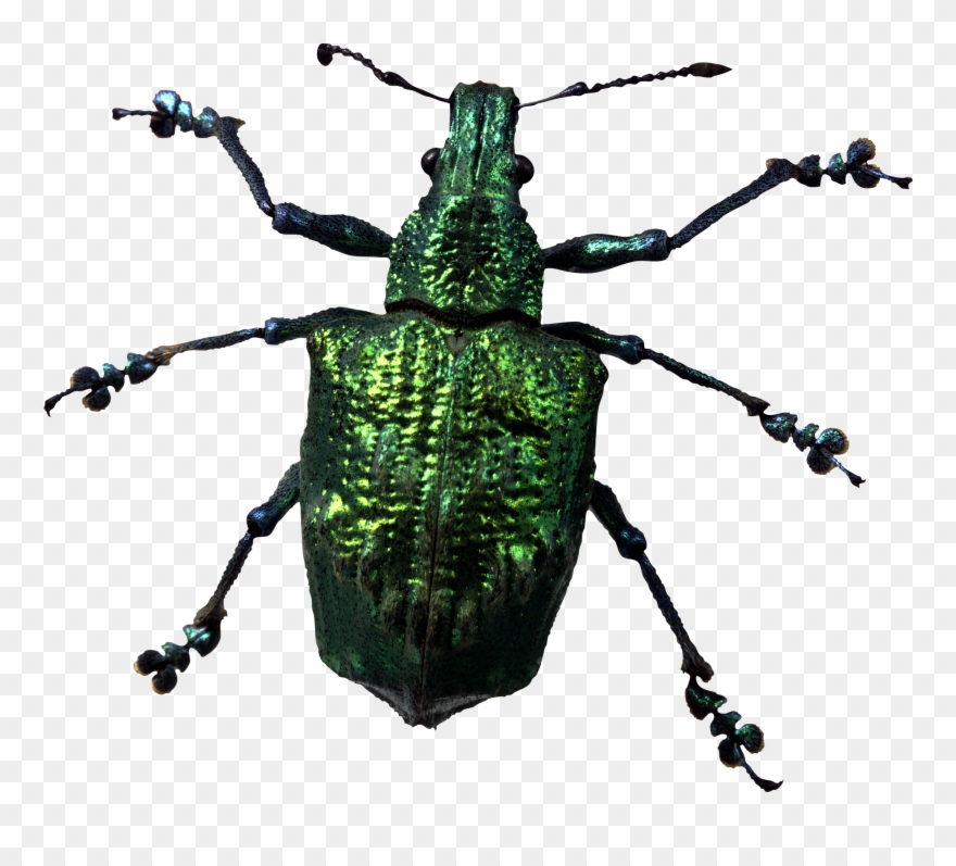 Insect Bug Png Image Clipart