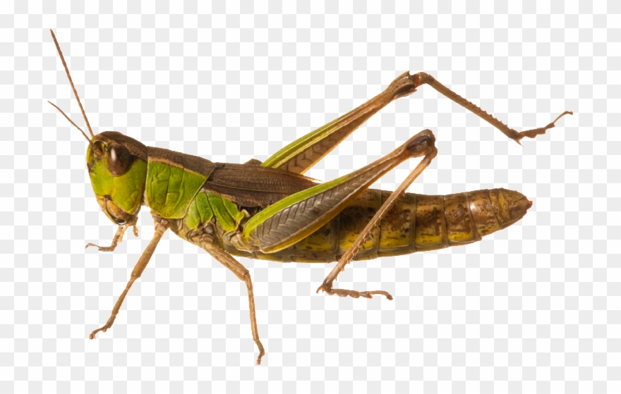Locusts Clipart - Png Download
