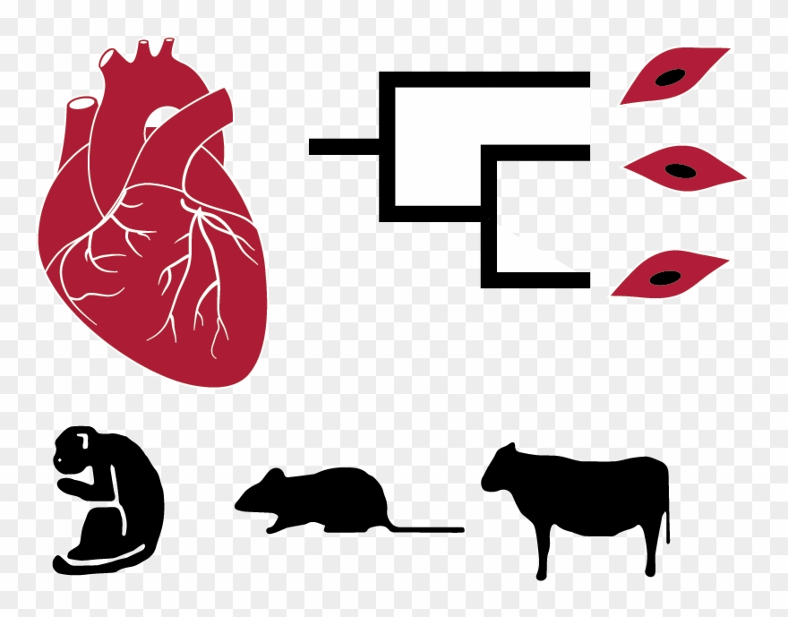 Phenotypic Differences Between Species Are Driven By Clipart