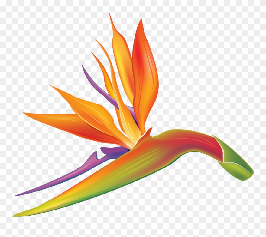 Tropical Views Album, Art Pictures, Yandex Disk, Clip - Png Download