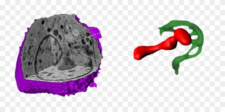 Carolyn Larabel, Ucsf] Er Extensions To Mitochondria Clipart