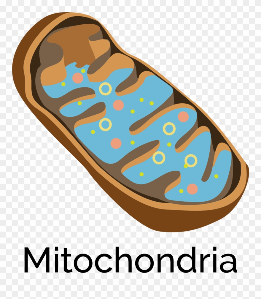 Mitochondria Clip Art - Png Download