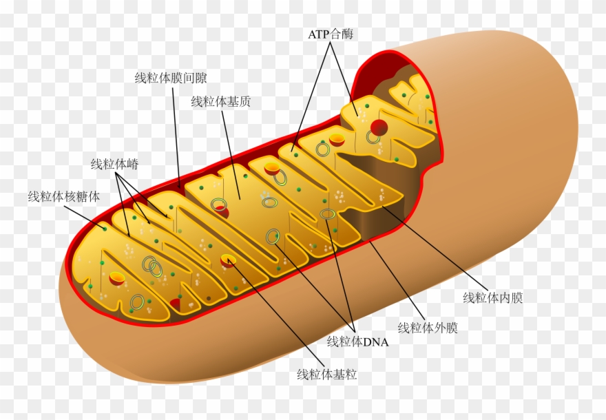 File Animal Mitochondrion Diagram Clipart