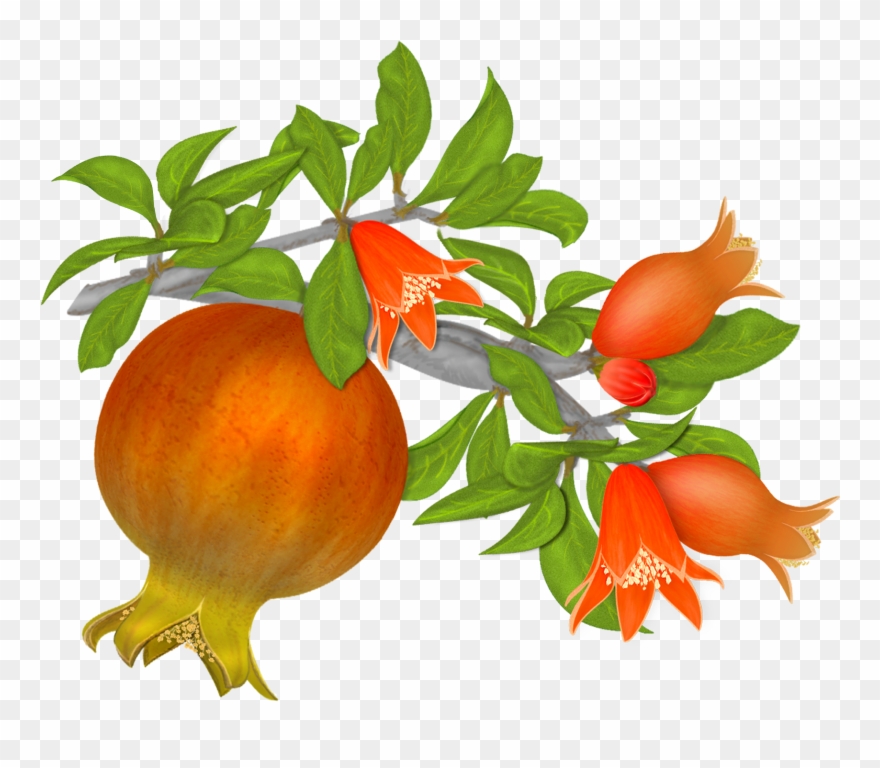 Free Pomegranates Vector Graphics Clipart