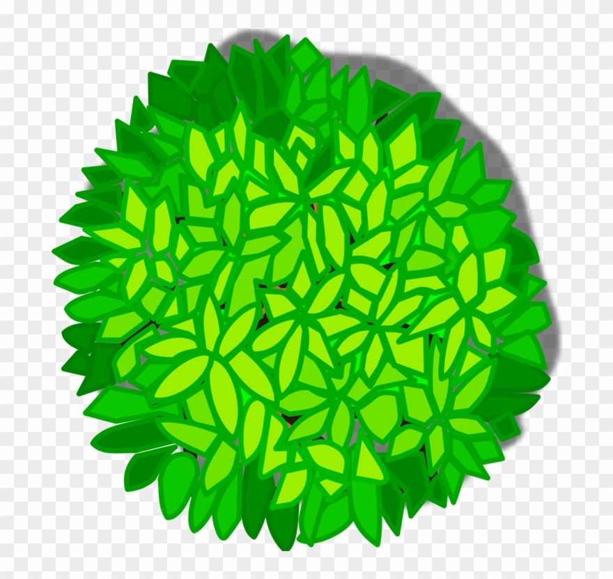 Christmas Tree Shrub Drawing Plants Clipart