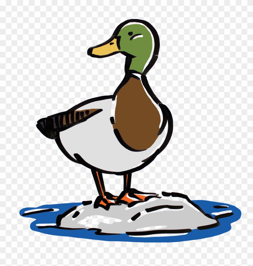 Waterfowl Save The Boundary Waters Animation Whiteboard Clipart