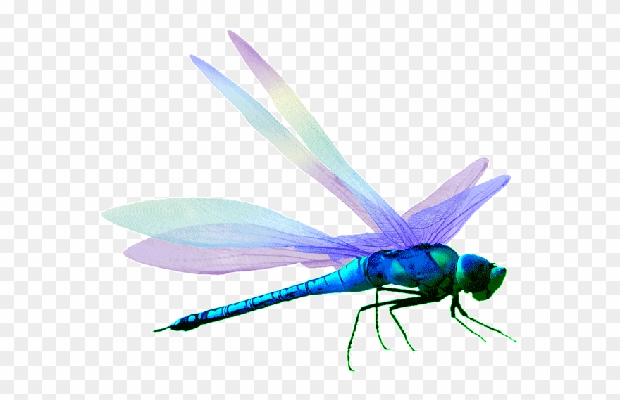 Dragonfly Clipart - Png Download