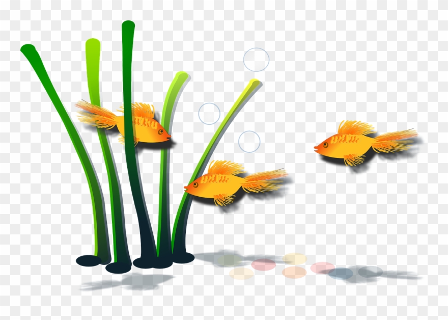 Goldfish Fish Aquamarine Aquatic Clipart