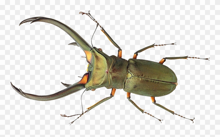 Transparent Bugs Biting Clipart