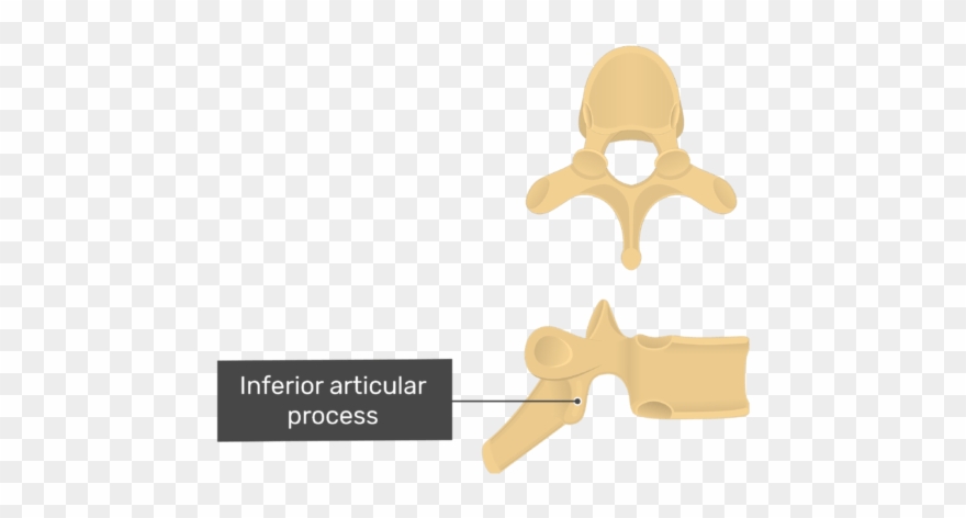 Lateral View Of The Inferior Articular Process Of A Clipart