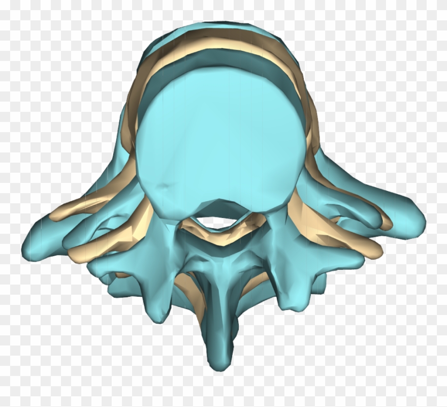 File - Lumbar Vertebrae - Close-up - Superior View2 Clipart