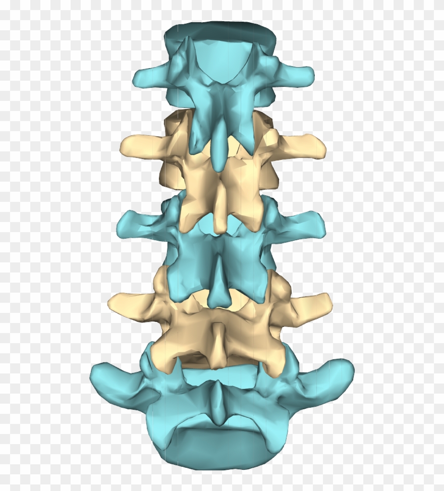 File - Lumbar Vertebrae - Close-up - Posterior View2 Clipart