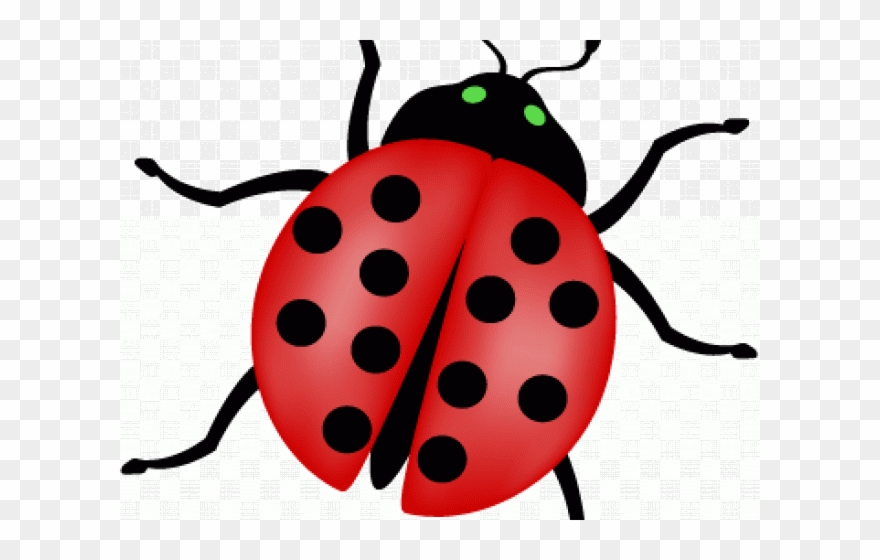 Lady Beetle Clipart School - Png Download