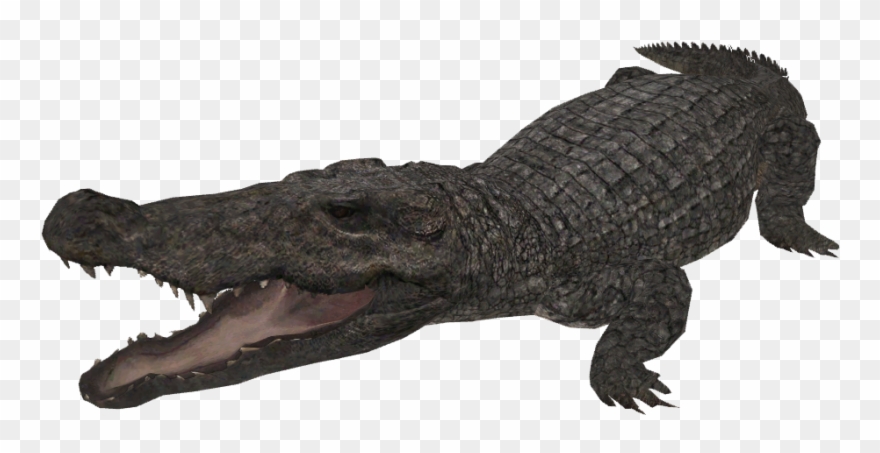 Snap Mugger Crocodile Creatures Of The World Wikia Clipart