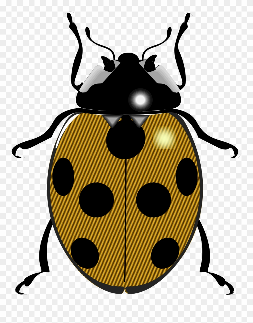 February Clipart Beetle - Png Download