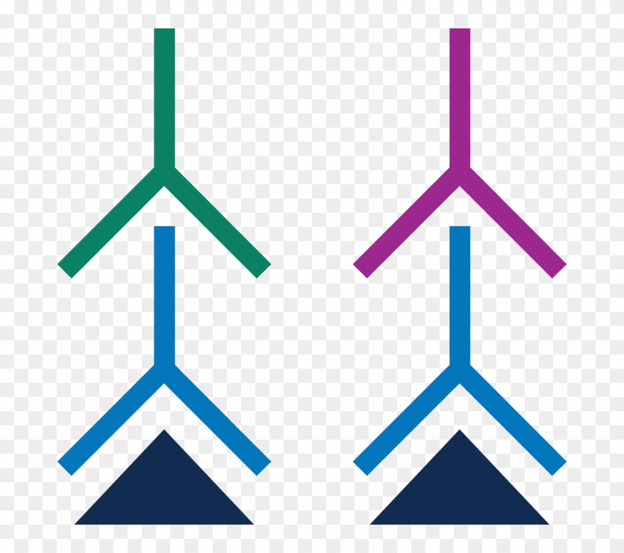 Incubate With Near-infrared Fluorescent Secondary Antibodies Clipart