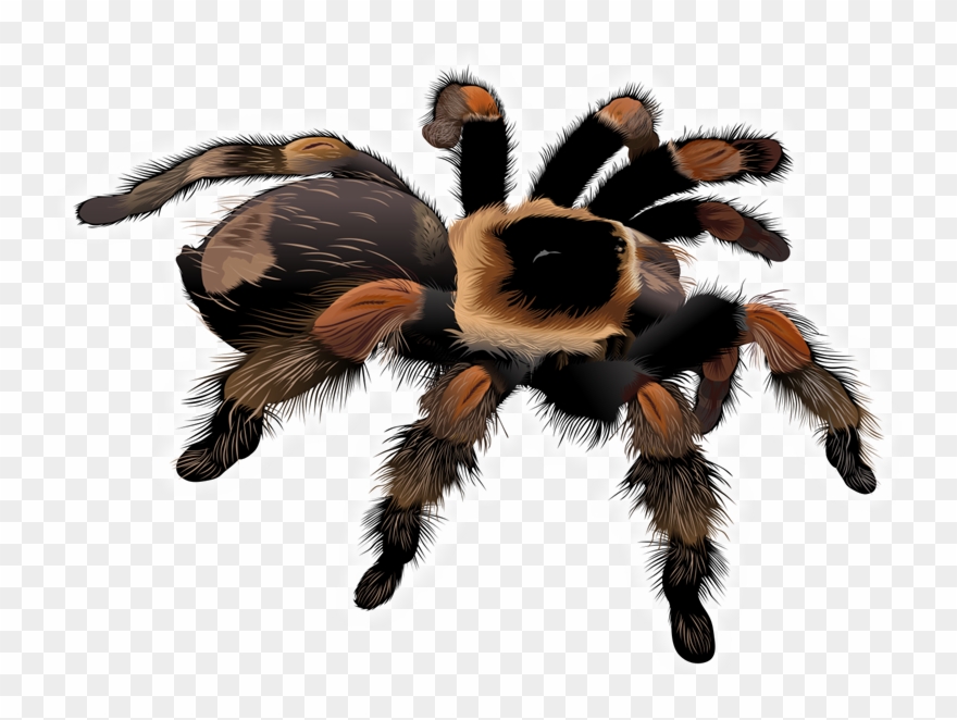 Free Stock Spider Clipart Free Collection Download - Png Download