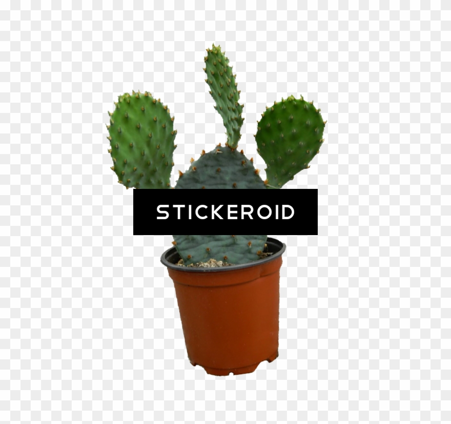 Cactus Plant Clipart