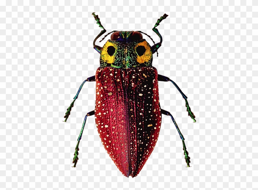 Drawing Bugs Jewel Beetle Clipart