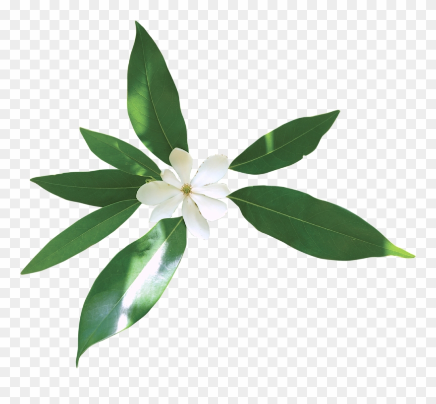 Library Sacred Blossoms Swamp Clipart