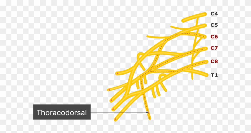 An Image Showing The Thoracodorsal Nerve Coming Out Clipart