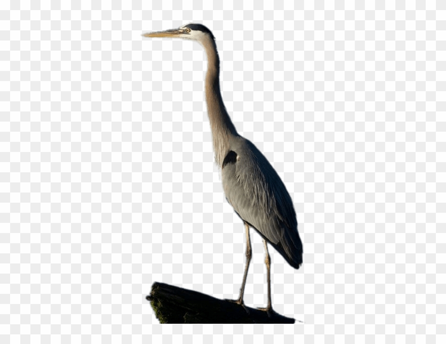Great Blue Heron Full Size Clipart