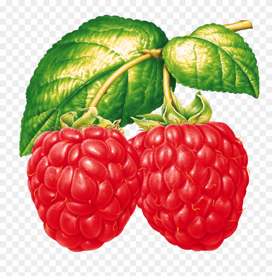 Two Raspberries On Branch Clipart